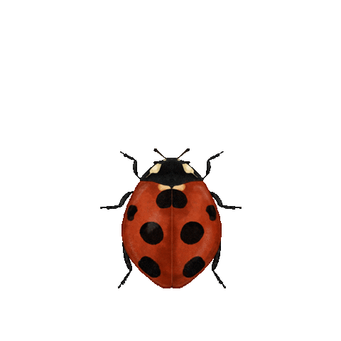 Crawling Bug